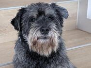 Frieda, Zwergschnauzer (geb. 05/2018) - Pegnitz