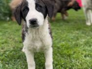 🧸Verspielter Welpe Oreo🧸 - Eislingen (Fils)
