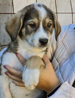 Biene - Neubrunn (Bayern)