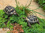 2 Nachzuchten Landschildkröten 2021 / 2020 - Bayerbach (Ergoldsbach)