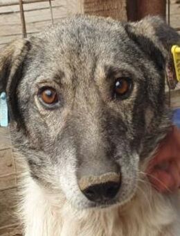 JOEY-lieber,netter Rüde,56 cm - Rösrath