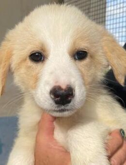 Luisa wartet im städtischen Canile - Bad Vilbel