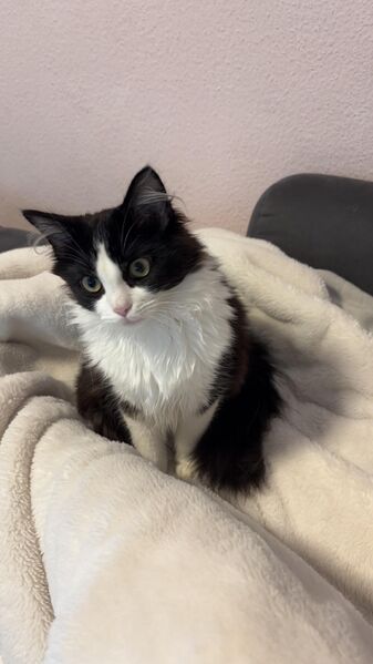 Ragdoll / Maine Coon - Crailsheim