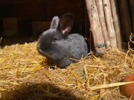 Hasenbabys suchen ein neues zu Hause - Bremervörde