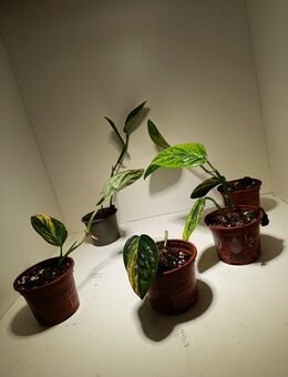 Monstera Karstenianum Peru Variegata - Rietberg
