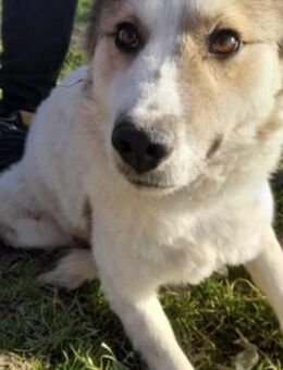 Jella möchte eine Chance bekommen ❤️🍀 - Mannheim