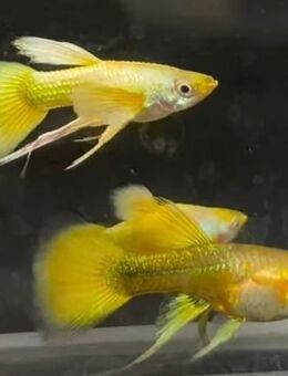 24K Hochzucht Ribbon Gold Guppys - Xanten Zentrum
