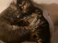 Maine Coon Katzen einzeln oder zusammen - Stuttgart