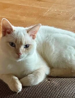 Timmy und Findus suchen neue Familie - Murnau (Staffelsee)
