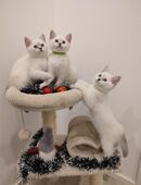 Bkh silver shaded in 49835