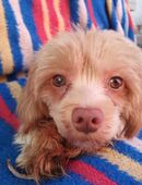 Kleiner Bollipoo sucht Dich in 18442