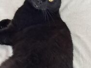 Kater in gute Hände abzugeben - Stralsund