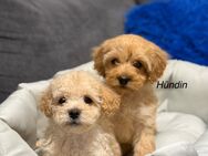 Maltipoo Welpen - Hannover