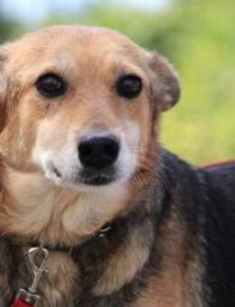 Zarina ist eine Seele von Hund! - Karben