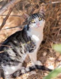 Pinky aus dem Tierschutz - Grevenbroich