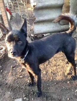 Zizi von kettenlos - Bollingstedt