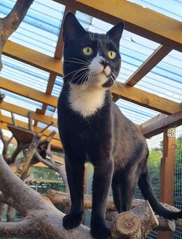 Freddy - übernimmt gerne alleine Haus und Garten # Tierschutz - Neumarkt (Oberpfalz)