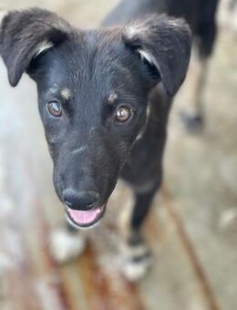 Cleverer Lian - Alfdorf