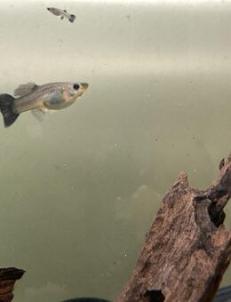 Saphir Blue Velvet Guppy - Poecilia reticulata - Sulingen Zentrum