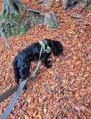 Toller lieber Hund abzugeben in 24223