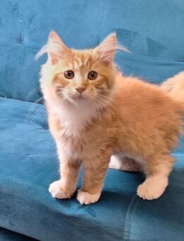 Mainecoon Mix Kitten - Kerpen (Kolpingstadt)
