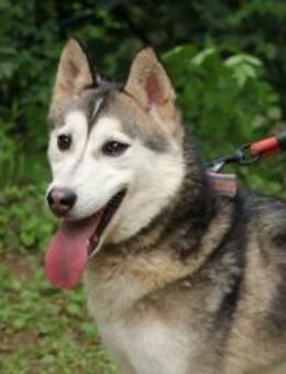 Schöne Flora sucht ein Zuhause!♥ - Ebstorf (Klosterflecken)