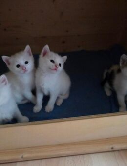 4 Katzen kitten suchen Anfang Oktober ein neues zu Hause - Dresden