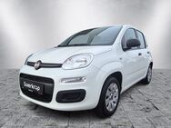 Fiat Panda, 1.2 Pop wenig KM, Jahr 2018 - Rendsburg