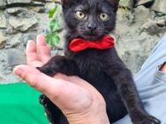 🐱 Liebevolle Babykatze Nella 🐱 - Eislingen (Fils)