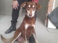 Vicky - fürsorgliche Mama aus Spanien - Marienfließ