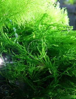 Flammenmoos, Aquariumpflanze, Versand/ Abholung - Mechernich