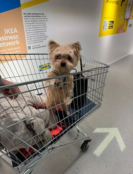 Deckrüde Bolonka, nicht zum Verkauf!!! - Bottighofen