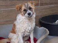 Süße, kleine 💕Vicky💕sucht ihre Familie - Freilassing