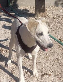 Gesellige, anhängliche, verschmuste RUNA - Geilenkirchen