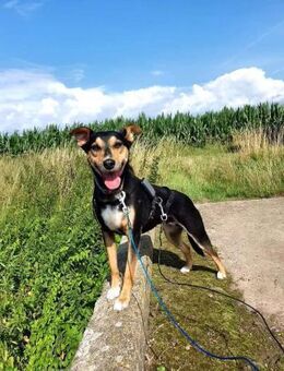 Luna sucht ein Zuhause🍀 - Leer (Ostfriesland)