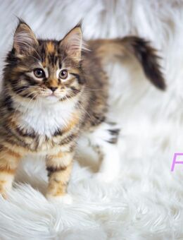Reinrassige Maine Coon Kitten - Adelsdorf