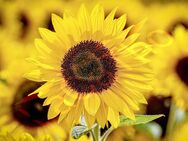 Goldgelbe Sonnenblume Taiyo Samen Sonnenblumensamen Sonnenblumen leuchtend gelbe Blüten Bienenfreundlich Sonnenblumenkerne dunkle Mitte für wildflower Garten und BalkonMuttertag Geschenk flower present SWR - Pfedelbach