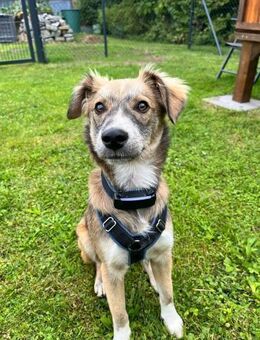 💙 Lieber Junghund Diesel sucht dich! 🐾 - Eislingen (Fils)