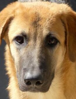 Kiwi 3 -kennt nicht viel,toller Charakte - Oldenburg