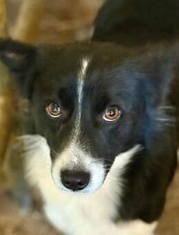 Jotz, klein und pfiffig - Bochum