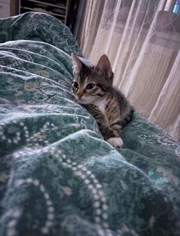 Kitten weiblich - Horn-Bad Meinberg