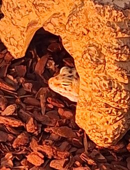 Leopardgeckos - Duisburg