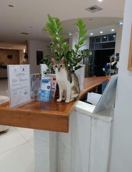 Maya aus dem Tierschutz - Grevenbroich