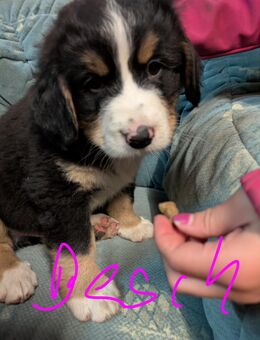 Reinrassige Bernersennen Welpen - Petershagen Friedewalde