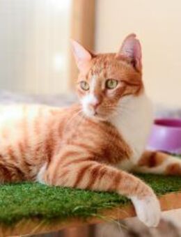 Dennis FiV+ aus dem Tierschutz - Grevenbroich