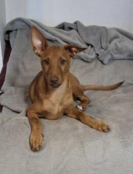 Pancho - ein süßer Welpenbub - Höchst (Odenwald)