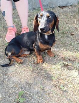 Seelenhund Csocso sucht seine Familie ! - Dortmund