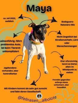 MAYA, w., kastr., Mischling, geb. 07/22 - Sipplingen