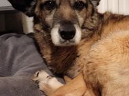 Sissi 💚💚💚 sucht Altersruhesitz - Herxheim (Landau)