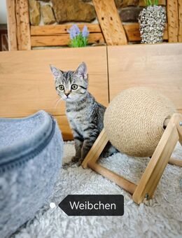 Noch 1 zuckersüßes reinrassiges BKH Kätzchen abgabebereit - Welzheim